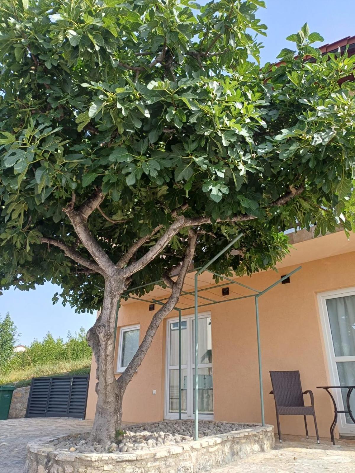 Apartmán Ambiente Jasenice  Exteriér fotografie